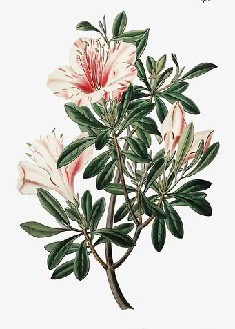 Chinese Azalea Poster