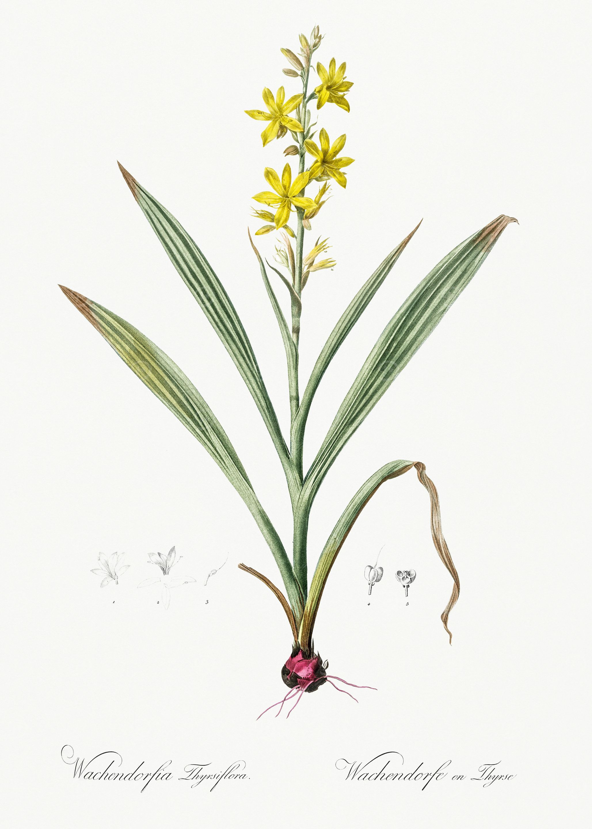Les Liliacees 1805 HQ Orig