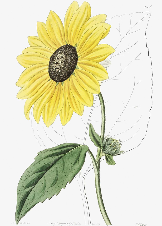 Californian Sunflower Post
