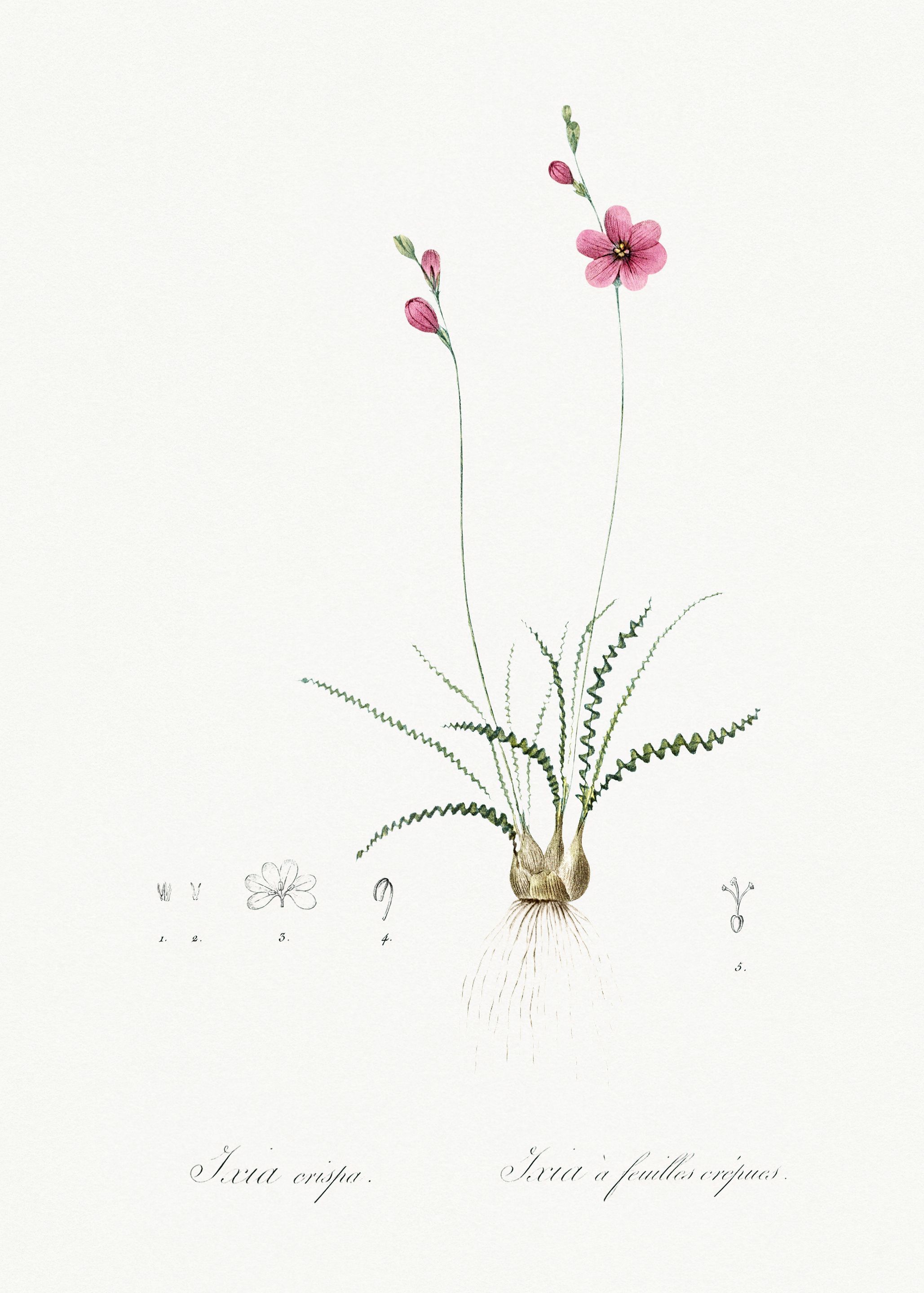 Les Liliacees 1805 HQ Orig