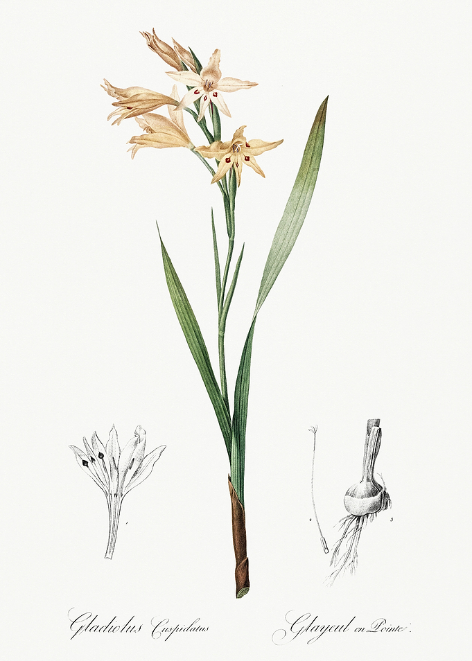 Les Liliacees 1805 HQ Orig