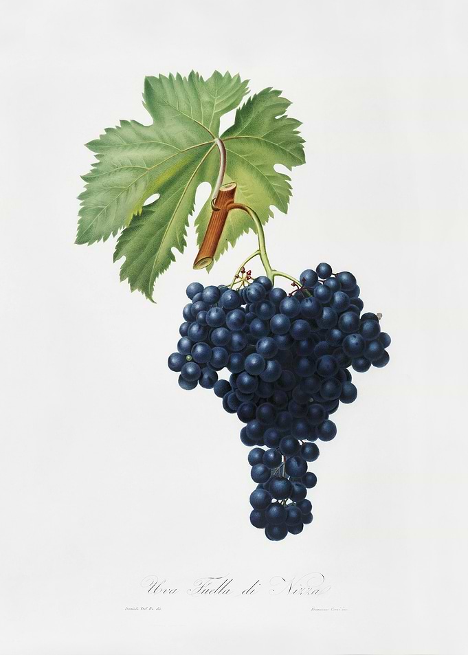 Fuella Grapes Vitis Vinife