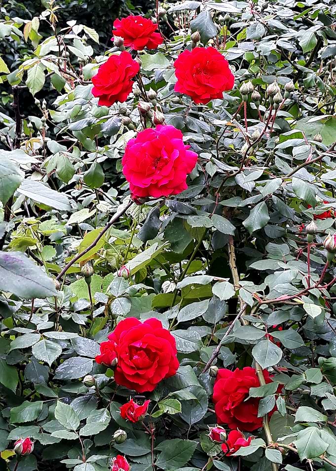 Red roses bush