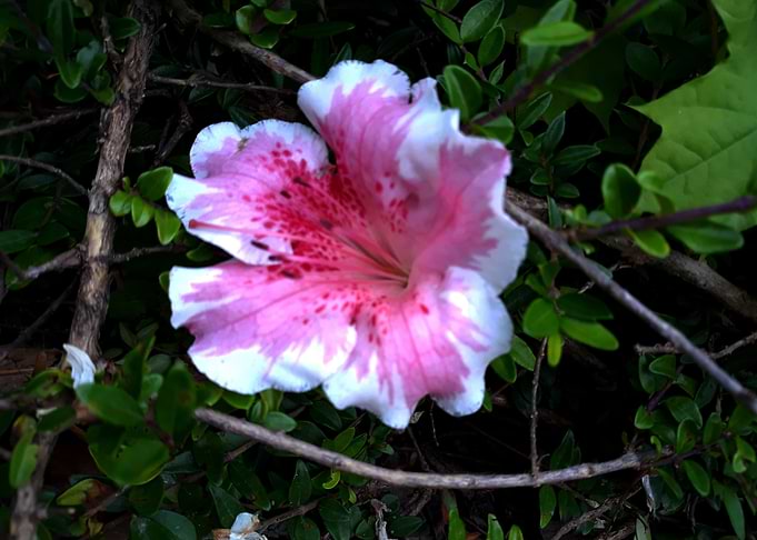 Azalea in the park