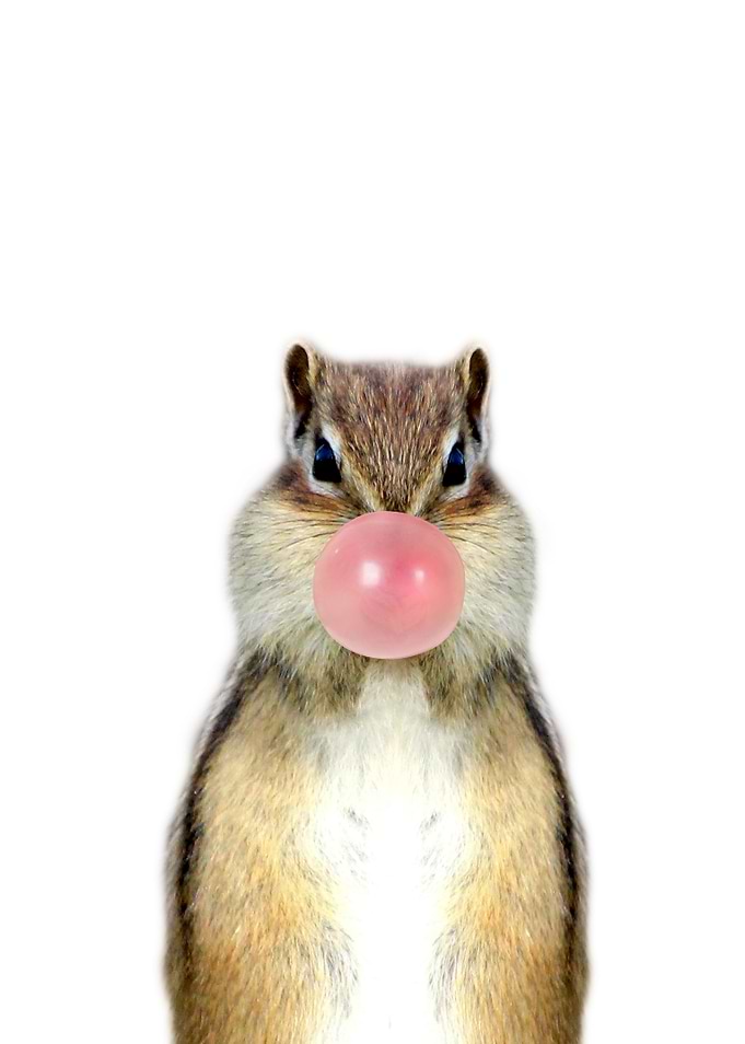 Squirrel chipmunks gum