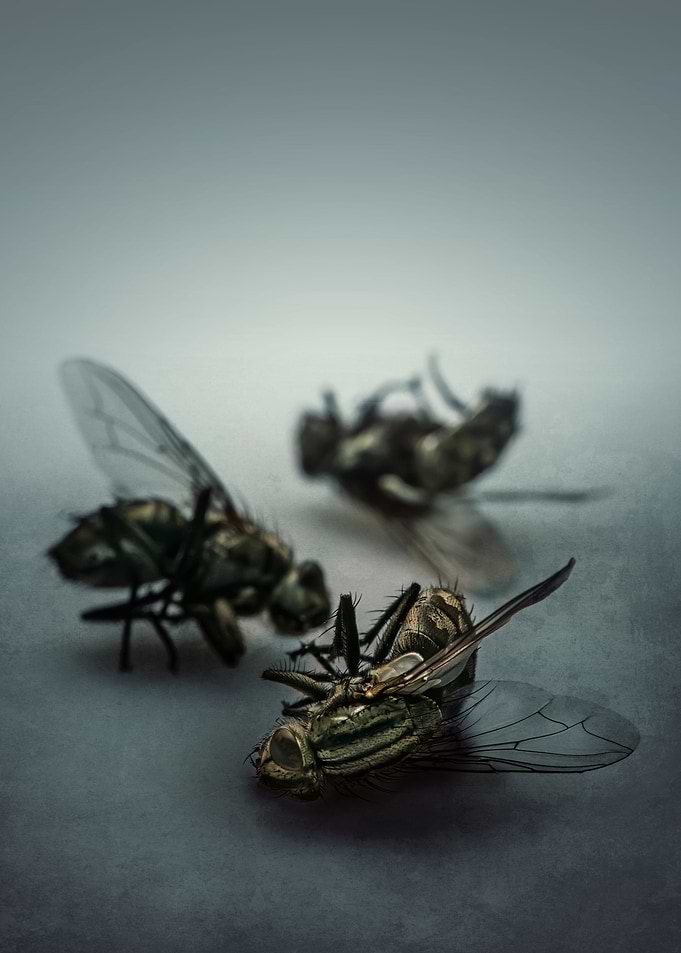 Trio