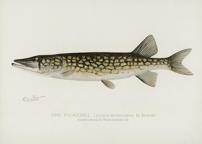 Pickerel Lucius Reticulatu