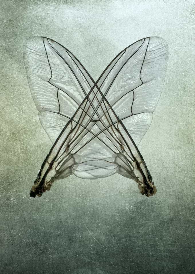 Icarus Dream