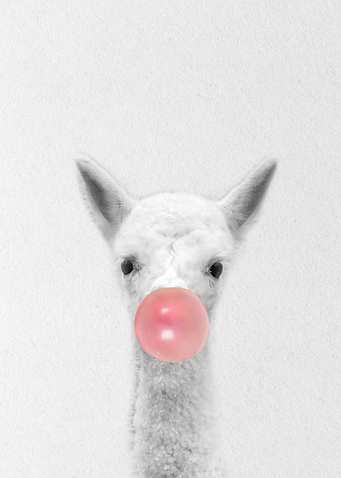 baby Sheep bubblegum