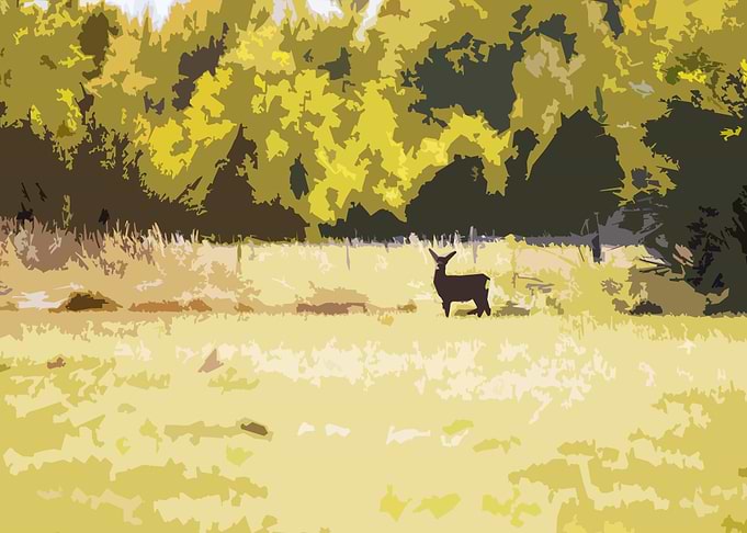 Deer