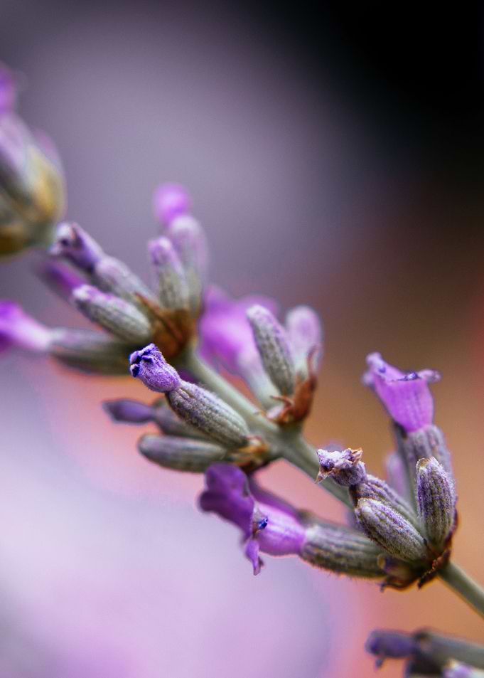 Lavender Dreams