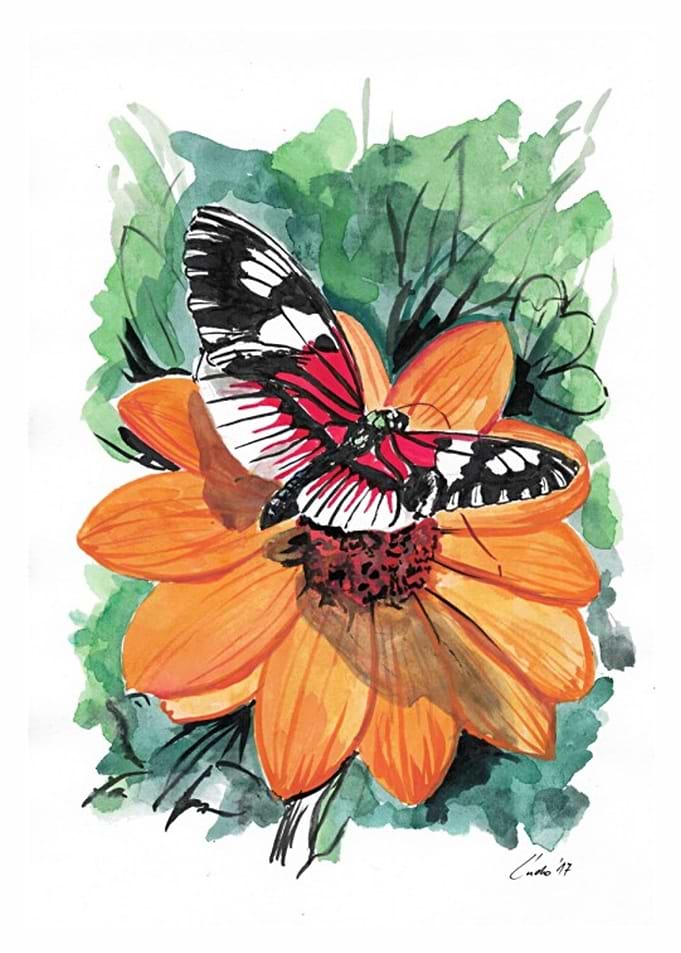 Butterfly3