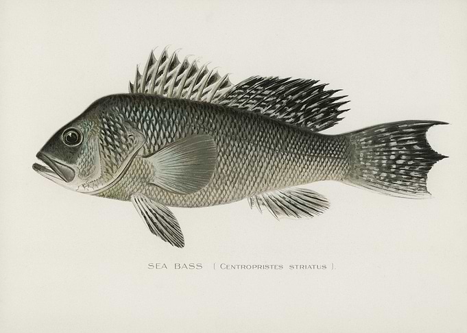 Sea Bass Centropristes Str