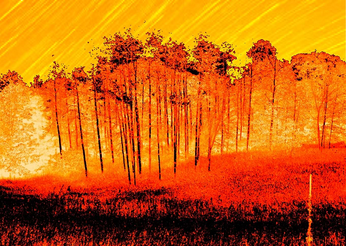 Forest Glow