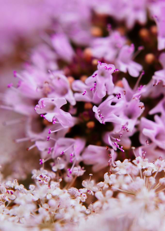 Garden Flowers