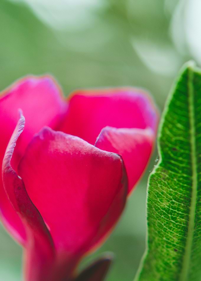 Tropical Flower