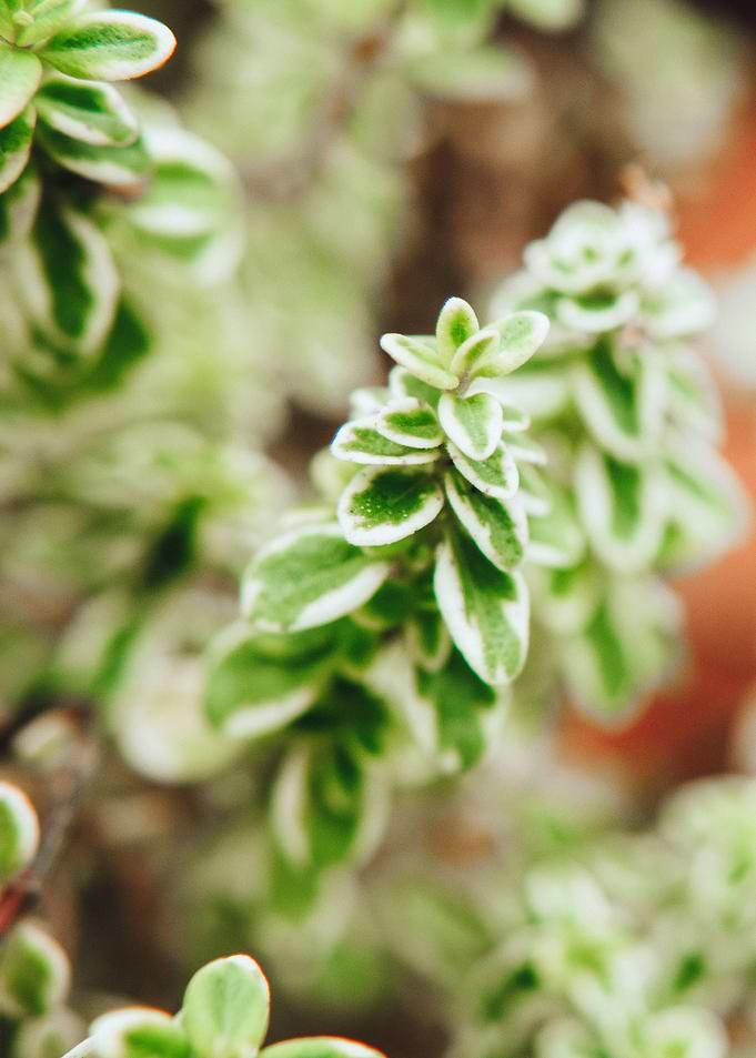 Green Branches