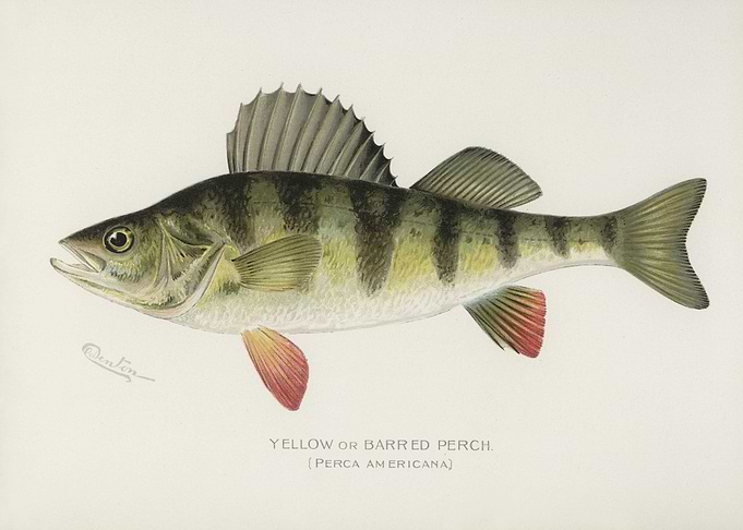 Yellow Or Barred Perch Per