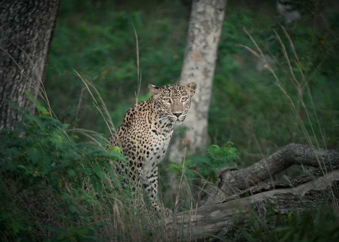 Leopard portrait