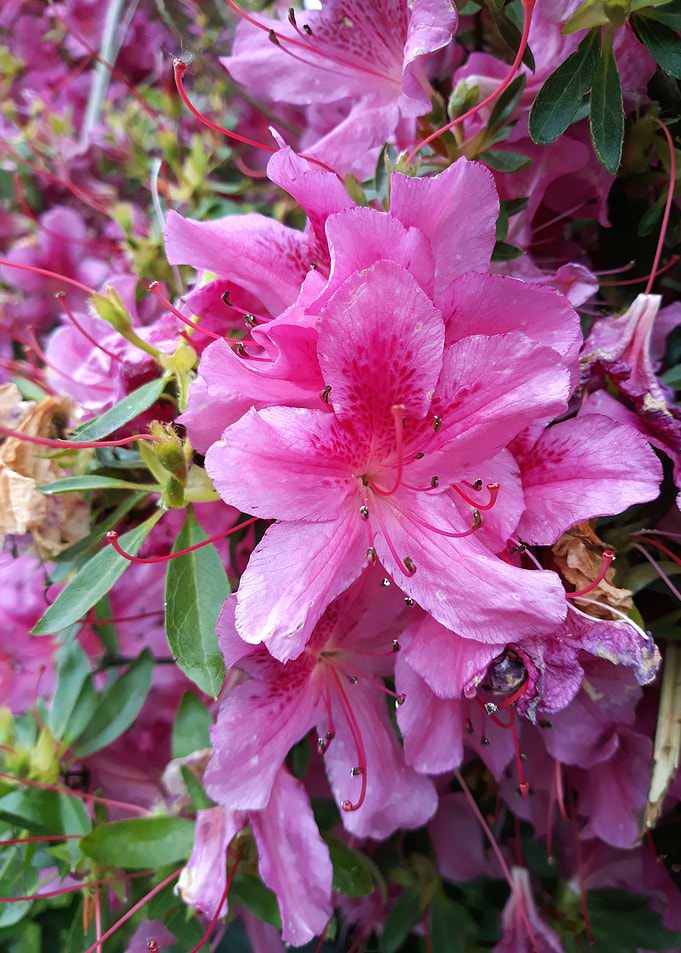 Pink azalea