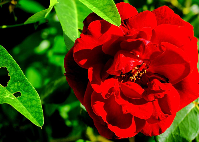 Nanas Rose