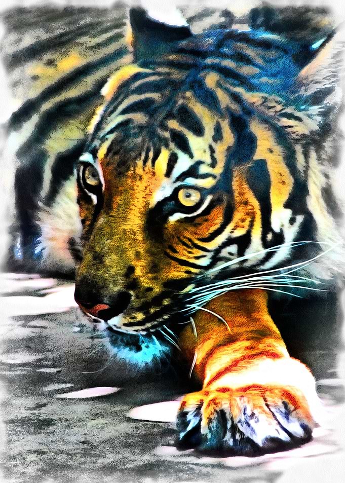 Tiger Gaze