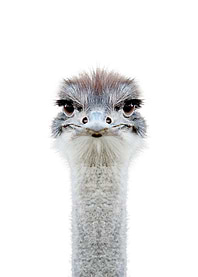 cute ostrich face