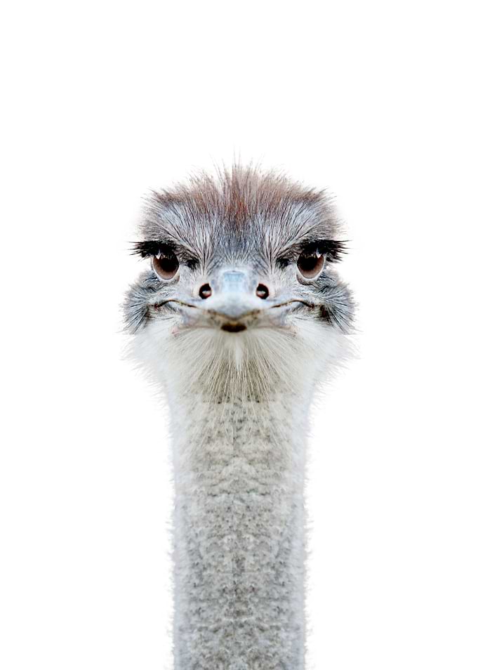 cute ostrich face