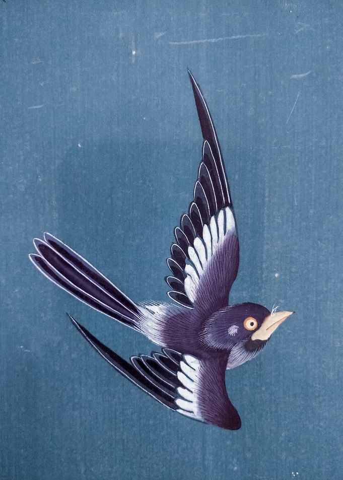 Blue Swallow