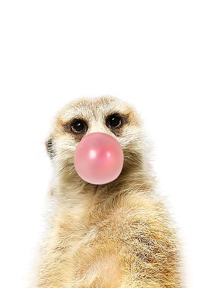 Stoating eating gum