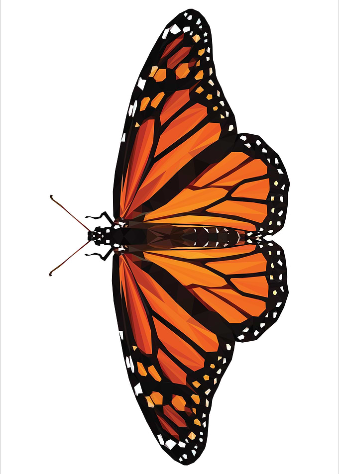 Orange Monarch Butterfly