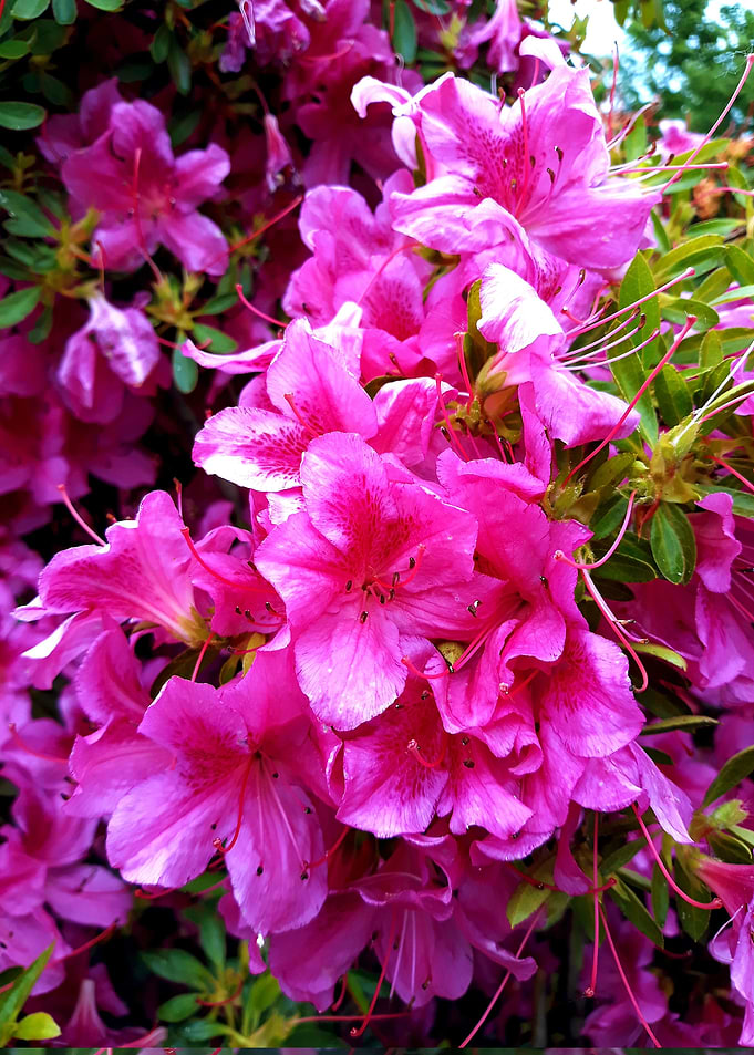 Exotic azalea