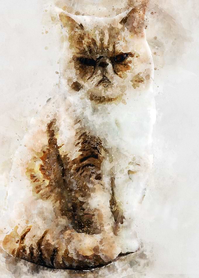 angry cat