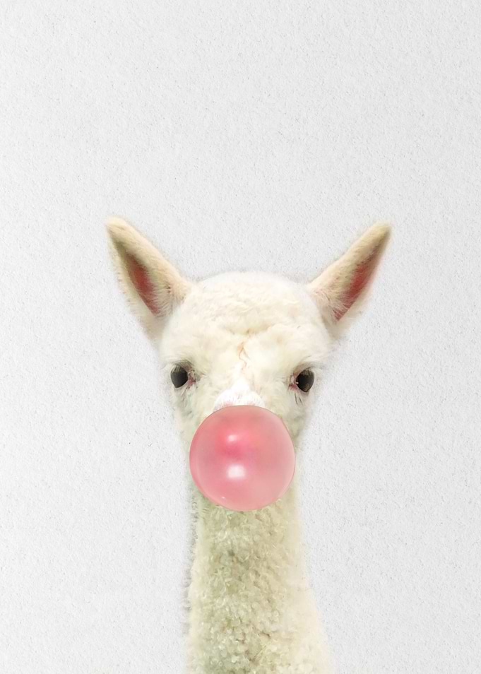 Sheep baby eating gum