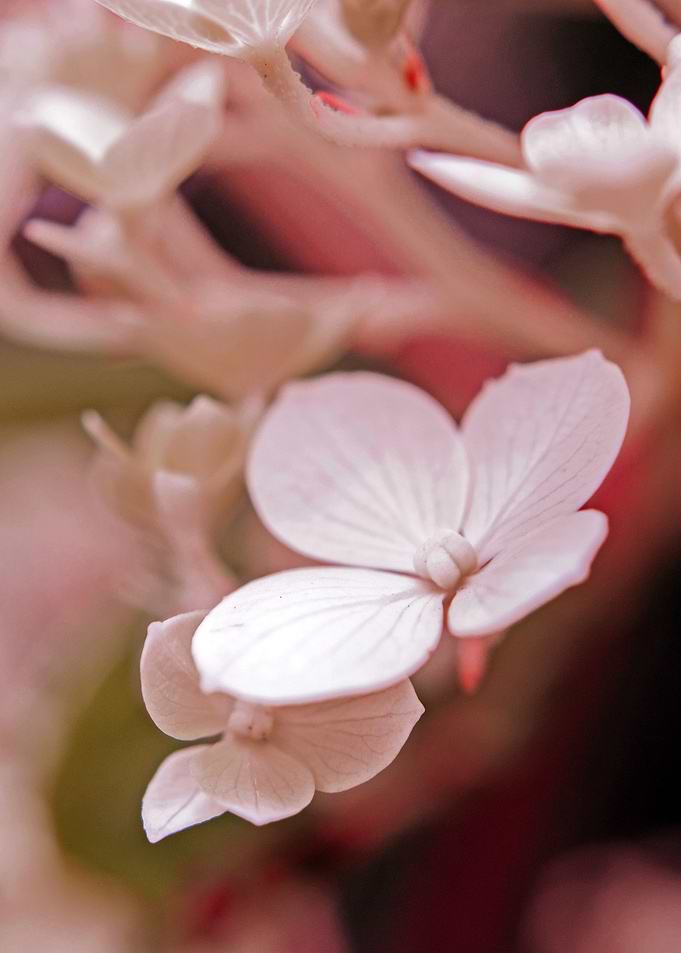 White Starry Flower