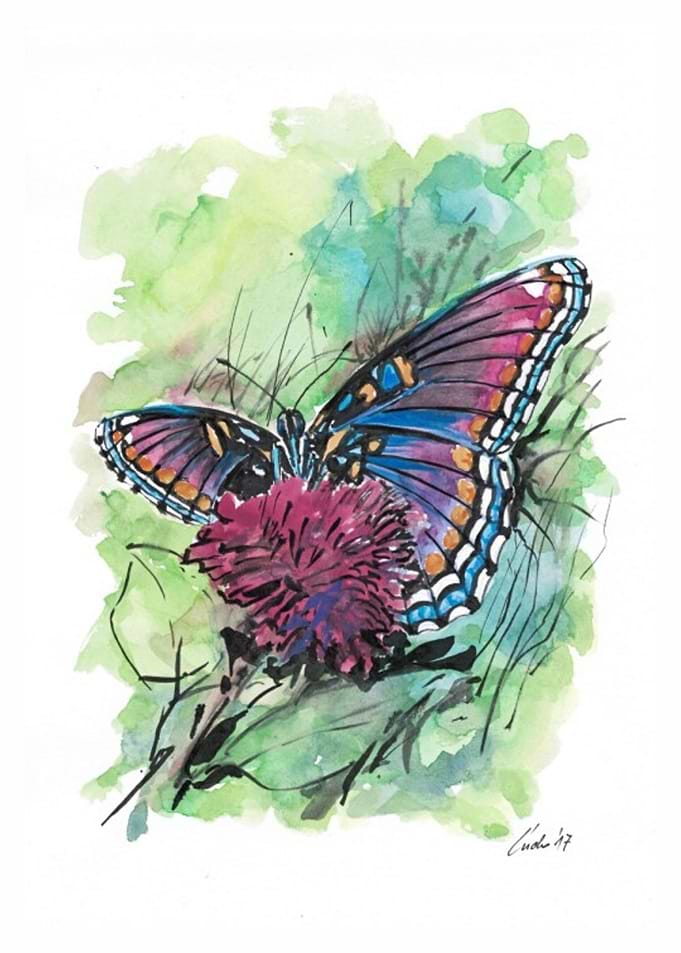 Butterfly2