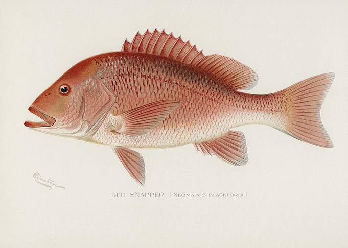 Red Snapper Neomaenis Blac