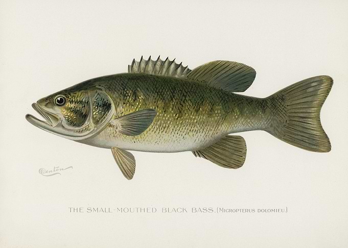 SmallMouthed Black Bass Mi