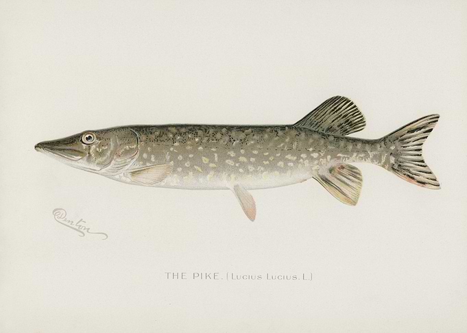 Pike Lucius Lucius Illustr