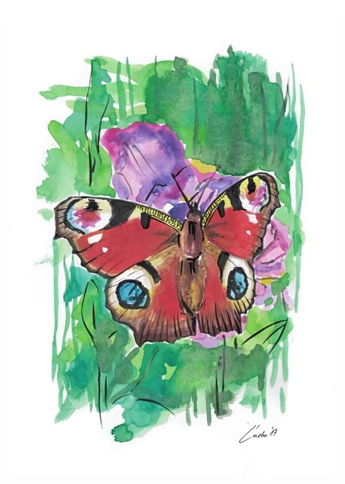 Butterfly5