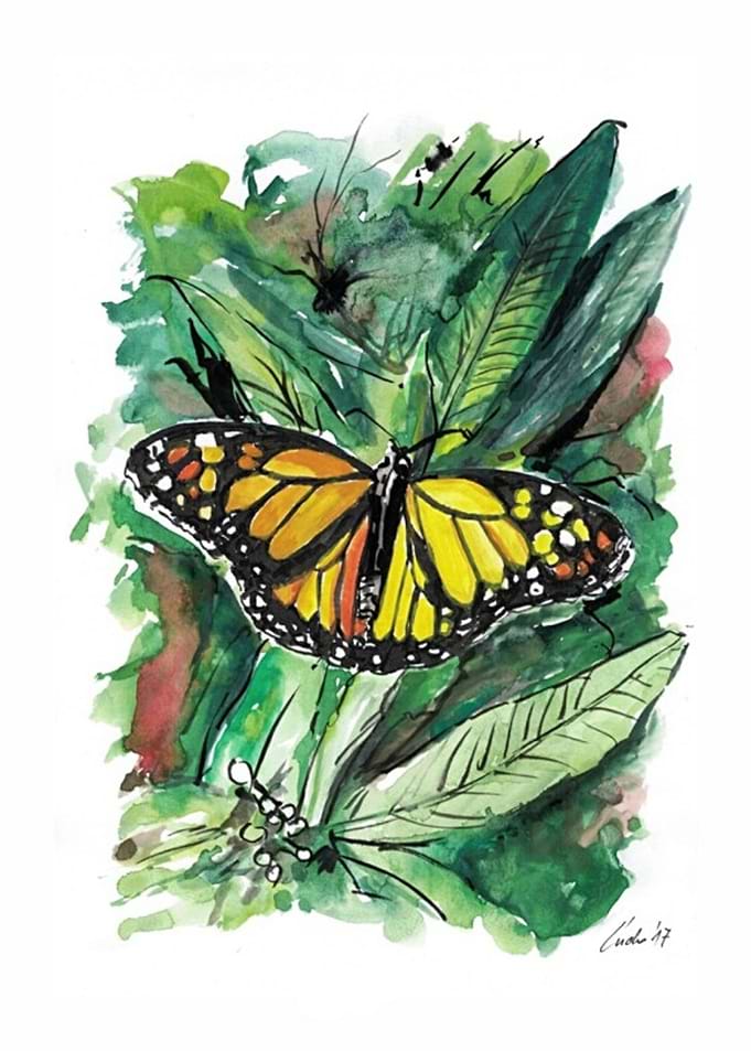 Butterfly1