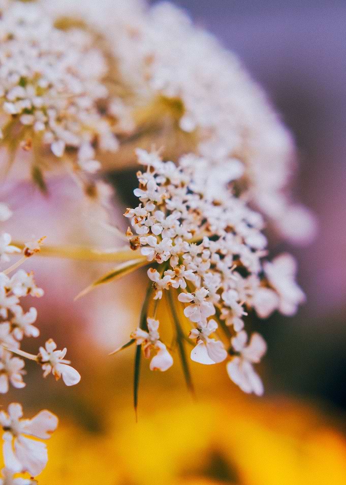 Flowers In Summer