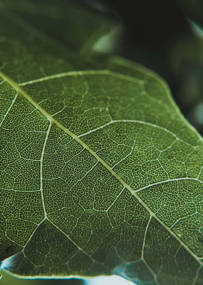 Lines of Life