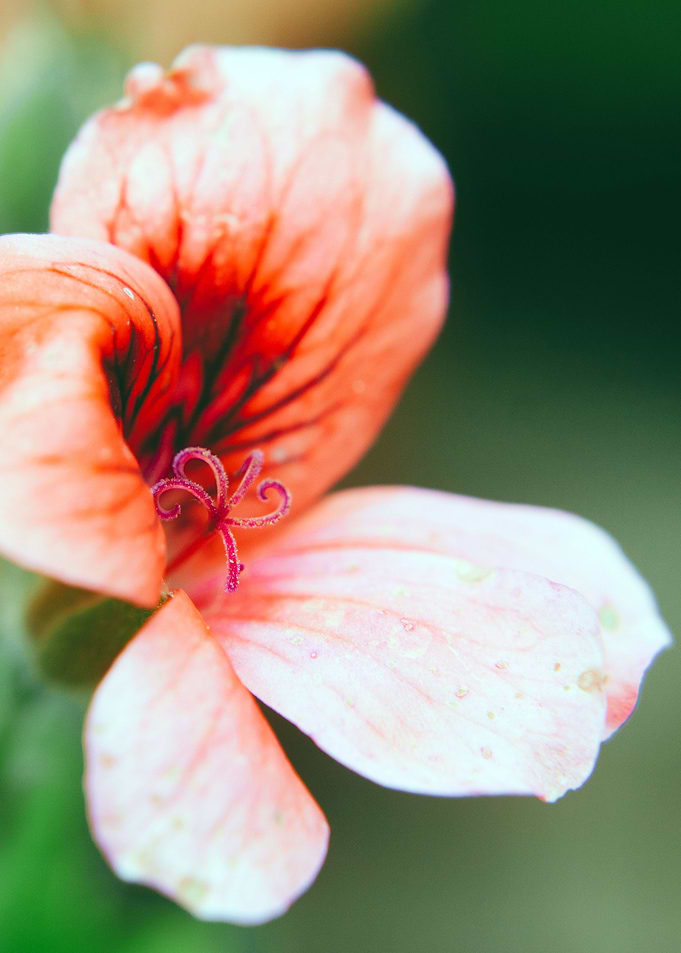Red Swirly Flower