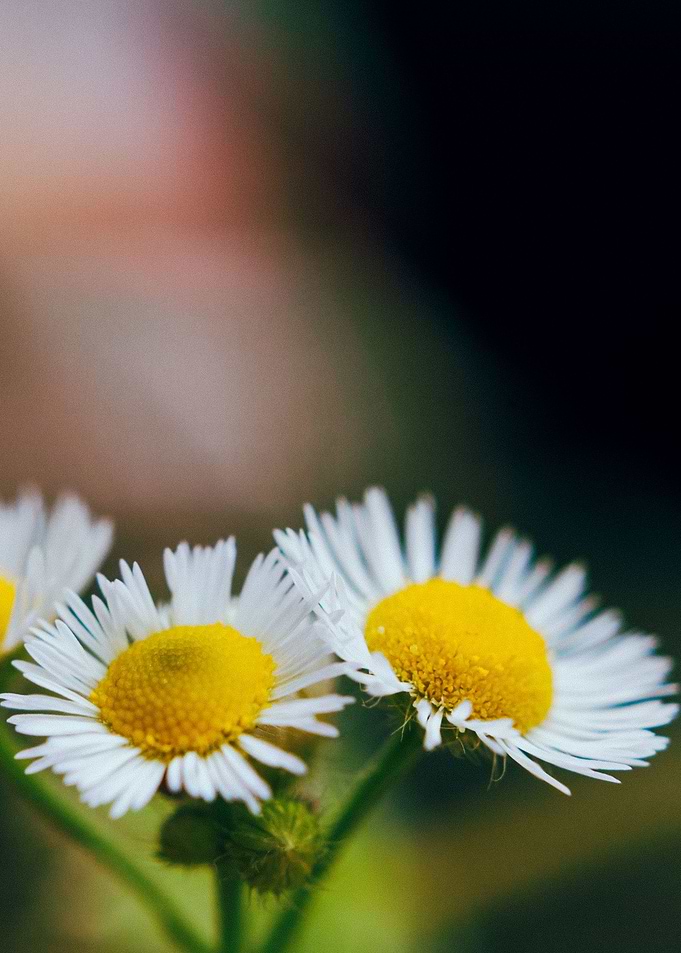 Twin Daisies
