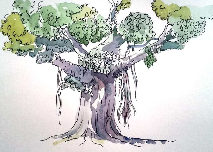 Banyan Tree on Road