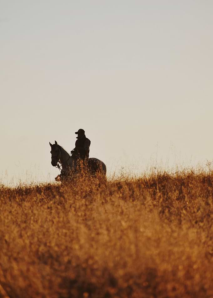 Cowboy II