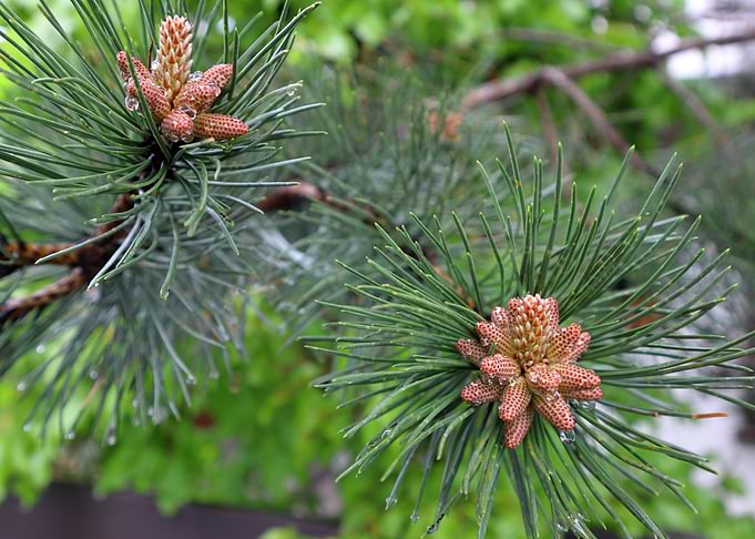 The baby pine