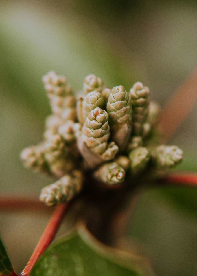 Tiny Pinecones