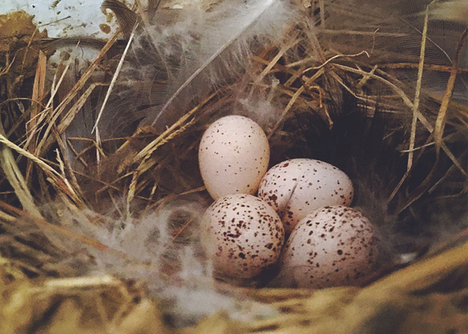 Mud Bird Nest